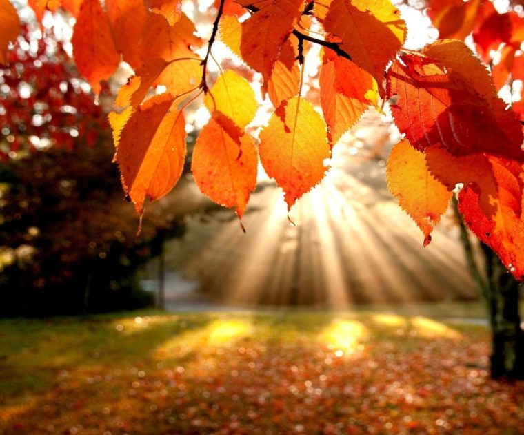 autumn day orange leaves
